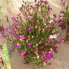 Senecio elegans at Yambuk, VIC - 1 Nov 2024 by MB