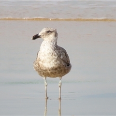 Larus dominicanus (Kelp Gull) at Yambuk, VIC - 1 Nov 2024 by MB