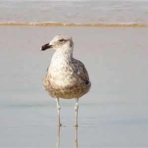 Larus dominicanus at Yambuk, VIC - suppressed