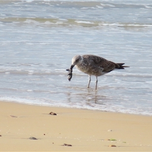 Larus dominicanus at Yambuk, VIC - 2 Nov 2024