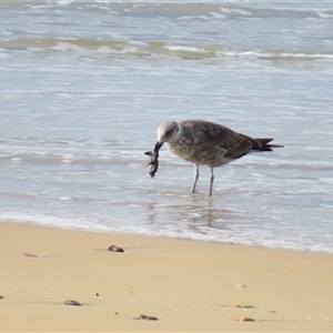 Larus dominicanus at Yambuk, VIC - suppressed