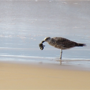 Larus dominicanus at Yambuk, VIC - 2 Nov 2024