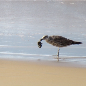 Larus dominicanus at Yambuk, VIC - suppressed