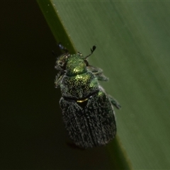 Diphucephala sp. (genus) (Green Scarab Beetle) at Uriarra Village, ACT - 7 Nov 2024 by DianneClarke