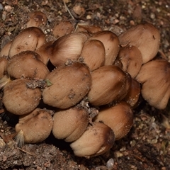 Coprinellus micaceus group at Uriarra Village, ACT - 7 Nov 2024 by DianneClarke