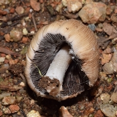 Coprinellus micaceus group at Uriarra Village, ACT - 7 Nov 2024