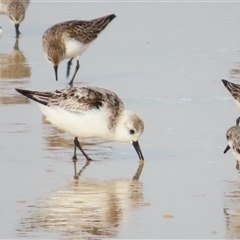 Calidris alba (Sanderling) at Yambuk, VIC - 1 Nov 2024 by MB