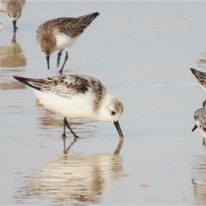 Calidris alba at Yambuk, VIC - suppressed