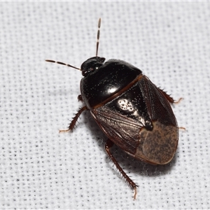 Adrisa sp. (genus) at Jerrabomberra, NSW - 3 Nov 2024