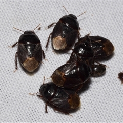 Adrisa sp. (genus) at Jerrabomberra, NSW - suppressed