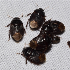 Adrisa sp. (genus) at Jerrabomberra, NSW - 3 Nov 2024