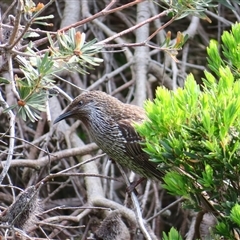 Anthochaera chrysoptera (Little Wattlebird) at Portland, VIC - 2 Nov 2024 by MB