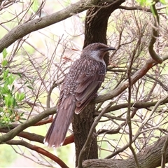 Anthochaera chrysoptera at Portland, VIC - 2 Nov 2024