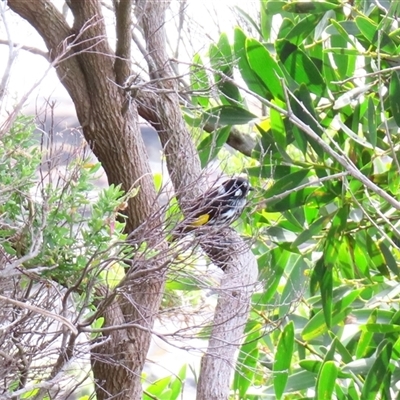 Phylidonyris novaehollandiae (New Holland Honeyeater) at Portland, VIC - 1 Nov 2024 by MB