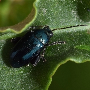 Arsipoda chrysis at Uriarra Village, ACT - 7 Nov 2024 09:18 AM