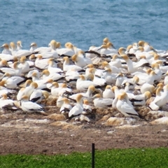 Morus serrator (Australasian Gannet) at Portland, VIC - 2 Nov 2024 by MB