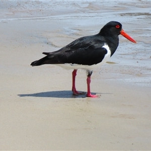 Haematopus longirostris at Portland, VIC - 2 Nov 2024