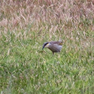 Gavicalis virescens at Port Fairy, VIC - 2 Nov 2024 07:17 PM