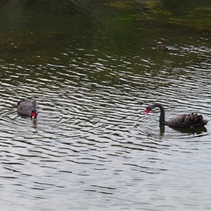 Cygnus atratus at Port Fairy, VIC - 2 Nov 2024