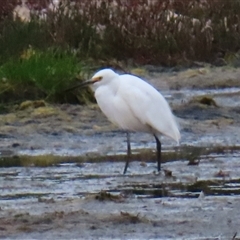 Egretta garzetta (Little Egret) at Port Fairy, VIC - 2 Nov 2024 by MB