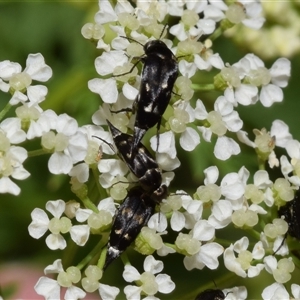 Mordella sp. (genus) at Uriarra Village, ACT - 7 Nov 2024