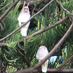 Cacatua tenuirostris (Long-billed Corella) at Port Fairy, VIC - 2 Nov 2024 by MB