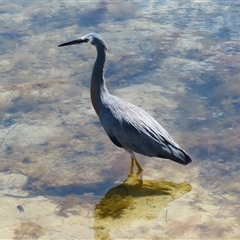 Egretta novaehollandiae (White-faced Heron) at Port Fairy, VIC - 3 Nov 2024 by MB