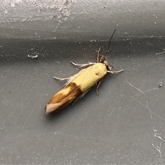 Stathmopoda crocophanes (Yellow Stathmopoda Moth) at Monash, ACT - 14 Oct 2024 by debhart