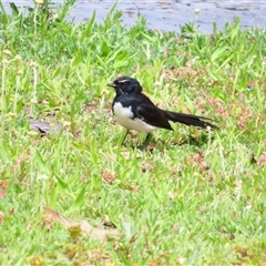 Rhipidura leucophrys (Willie Wagtail) at Wooroonook, VIC - 4 Nov 2024 by MB