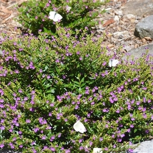 Pieris rapae at Jamberoo, NSW - 8 Nov 2024