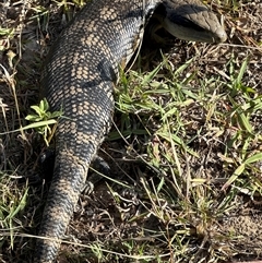 Tiliqua scincoides scincoides at Kangaroo Valley, NSW - 8 Nov 2024 by lbradley