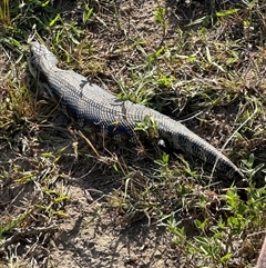 Tiliqua scincoides scincoides at Kangaroo Valley, NSW - suppressed