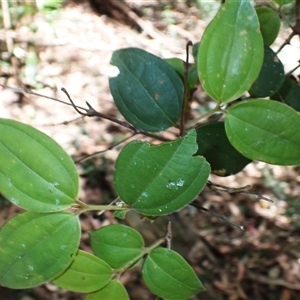 Rhodamnia rubescens at Macquarie Pass, NSW - 8 Nov 2024 10:20 AM