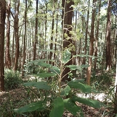 Astrotricha latifolia (Broad-leaf Star Hair) at Macquarie Pass, NSW - 7 Nov 2024 by plants