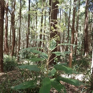 Astrotricha latifolia at Macquarie Pass, NSW - 8 Nov 2024 10:50 AM