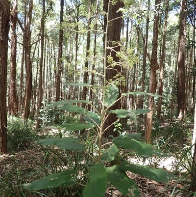 Astrotricha latifolia (Broad-leaf Star Hair) at Macquarie Pass, NSW - 8 Nov 2024 by plants