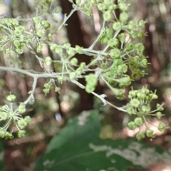 Astrotricha latifolia at Macquarie Pass, NSW - 8 Nov 2024 10:50 AM