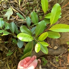 Myrsine howittiana (Brush Muttonwood) at Kangaroo Valley, NSW - 8 Nov 2024 by lbradley