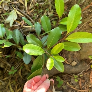 Myrsine howittiana at Kangaroo Valley, NSW - suppressed