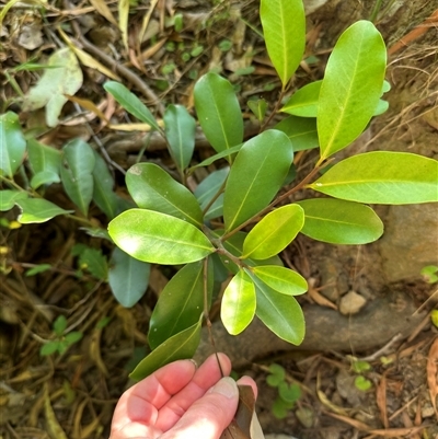 Myrsine howittiana (Brush Muttonwood) at Kangaroo Valley, NSW - 8 Nov 2024 by lbradley