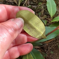 Myrsine howittiana at Kangaroo Valley, NSW - suppressed