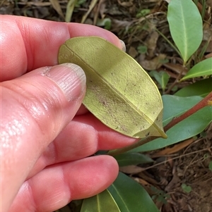 Myrsine howittiana at Kangaroo Valley, NSW - suppressed