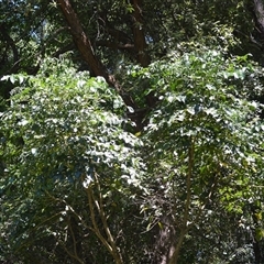 Polyscias elegans (Celery Wood) at Macquarie Pass, NSW - 8 Nov 2024 by plants