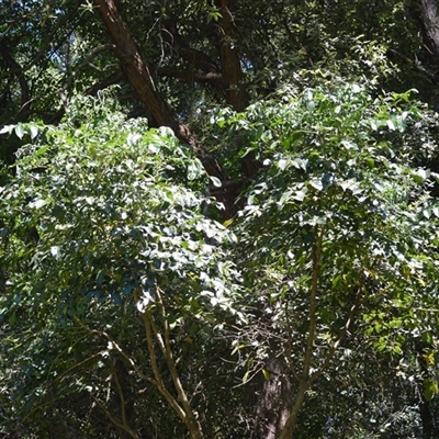 Polyscias elegans (Celery Wood) at Macquarie Pass, NSW - 8 Nov 2024 by plants