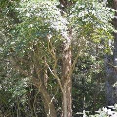 Polyscias elegans at Macquarie Pass, NSW - 8 Nov 2024