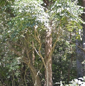 Polyscias elegans at Macquarie Pass, NSW - 8 Nov 2024