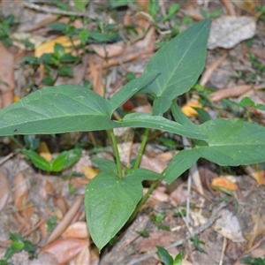 Typhonium eliosurum at Macquarie Pass, NSW - 8 Nov 2024 10:10 PM