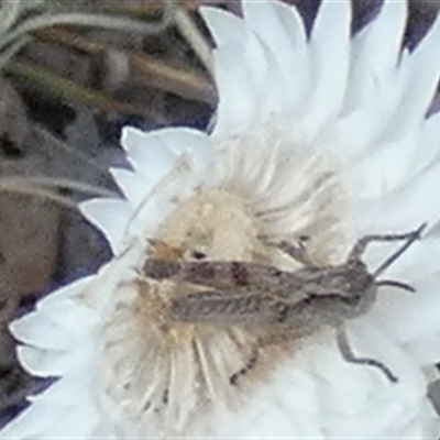 Unidentified Grasshopper (several families) at Queanbeyan West, NSW - 8 Nov 2024 by Paul4K