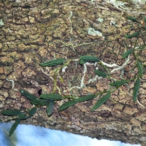 Dendrobium cucumerinum at Macquarie Pass, NSW - suppressed