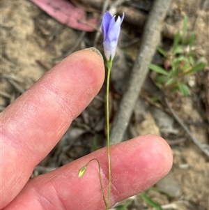 Wahlenbergia capillaris at Kangaroo Valley, NSW - suppressed